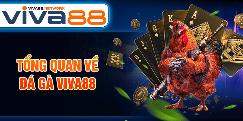 Tổng quan về đá gà Viva88 Tổng quan về đá gà Viva88