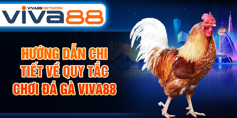 Hướng dẫn chi tiết về quy tắc chơi đá gà Viva88 Hướng dẫn chi tiết về quy tắc chơi đá gà Viva88