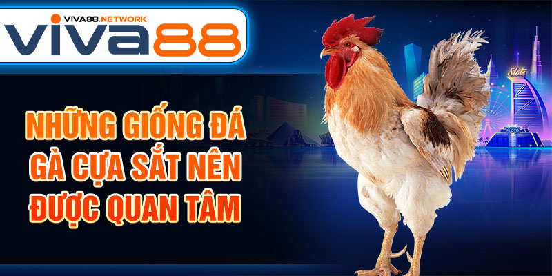 Những giống đá gà cựa sắt nên được quan tâm Những giống đá gà cựa sắt nên được quan tâm