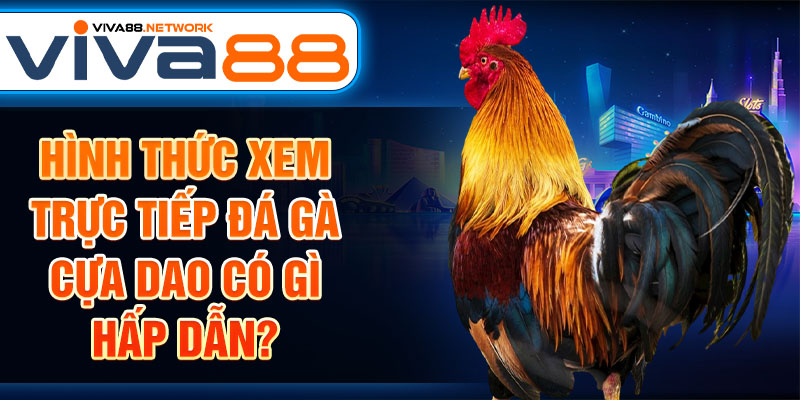 Hình thức xem trực tiếp đá gà cựa dao có gì hấp dẫn? Hình thức xem trực tiếp đá gà cựa dao có gì hấp dẫn?