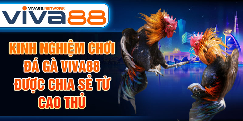 Kinh nghiệm chơi đá gà Viva88 được chia sẻ từ cao thủ Kinh nghiệm chơi đá gà Viva88 được chia sẻ từ cao thủ