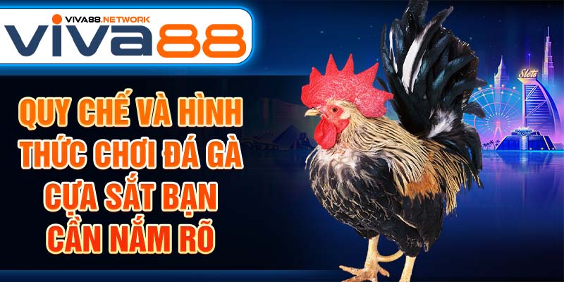 Quy chế và hình thức chơi đá gà cựa sắt bạn cần nắm rõ Quy chế và hình thức chơi đá gà cựa sắt bạn cần nắm rõ